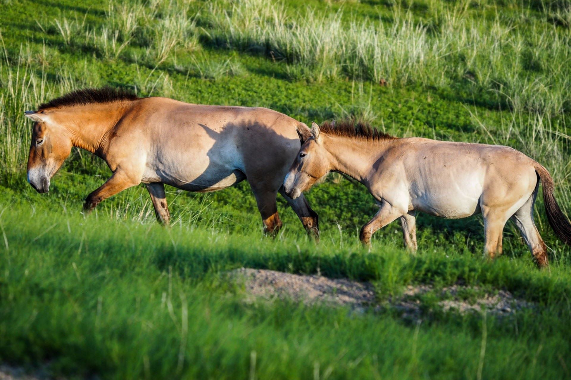 The unexpected animal thriving once again after being hunted to