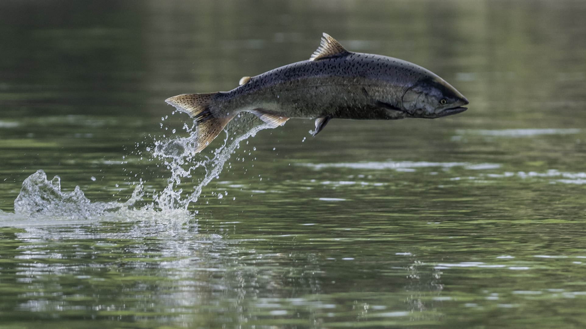 "Yet another sad reminder of how the Klamath River dams have harmed salmon runs for generations."