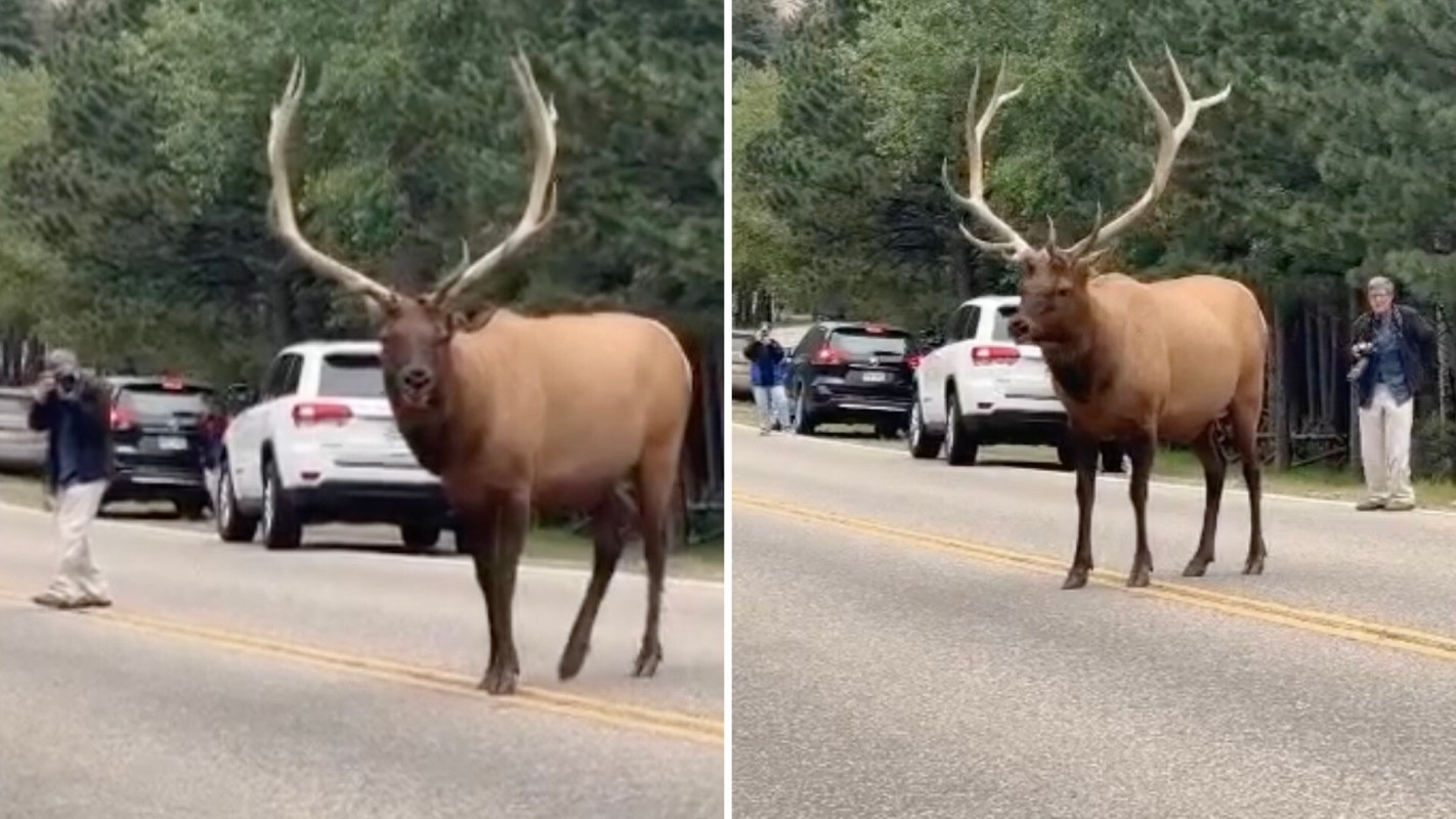 While putting themselves in danger — those impressive antlers are not something you'd like to be struck with — the tourist also put the animal in peril.