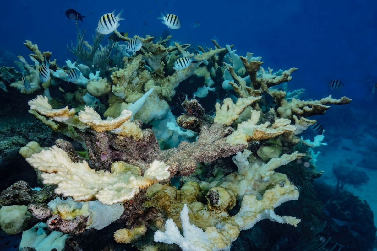 At one of the study sites, none of the surveyed corals were found alive.