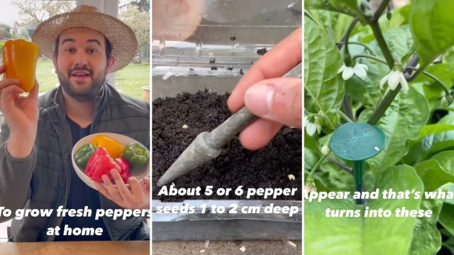 “I’m starting peppers for the first time."