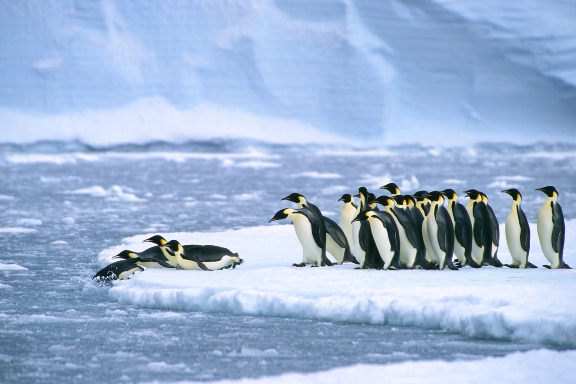 Scientists discover new Antarctic penguin colonies after spotting their