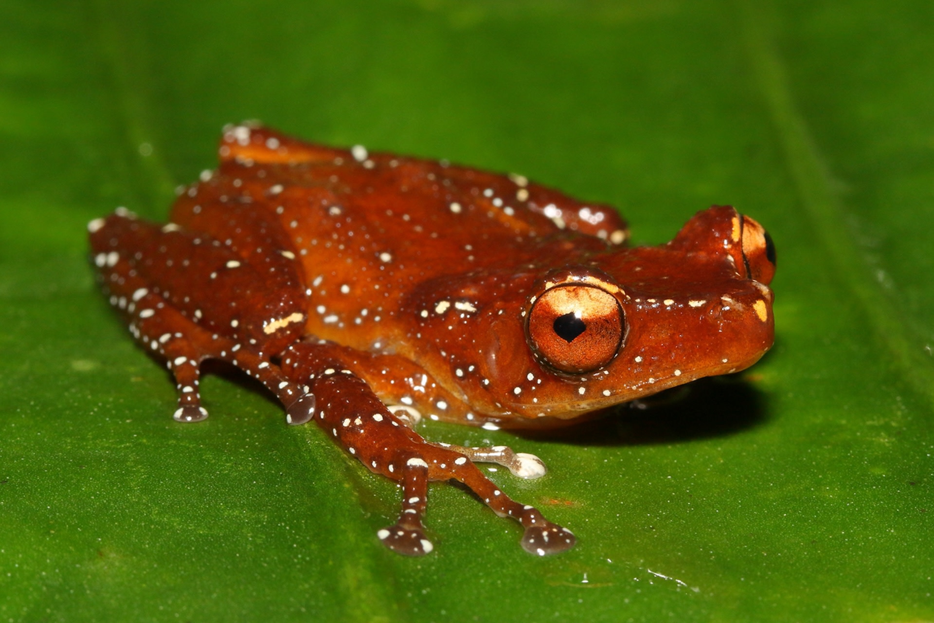 The breeding program's success is helping to boost the survival of the animals.