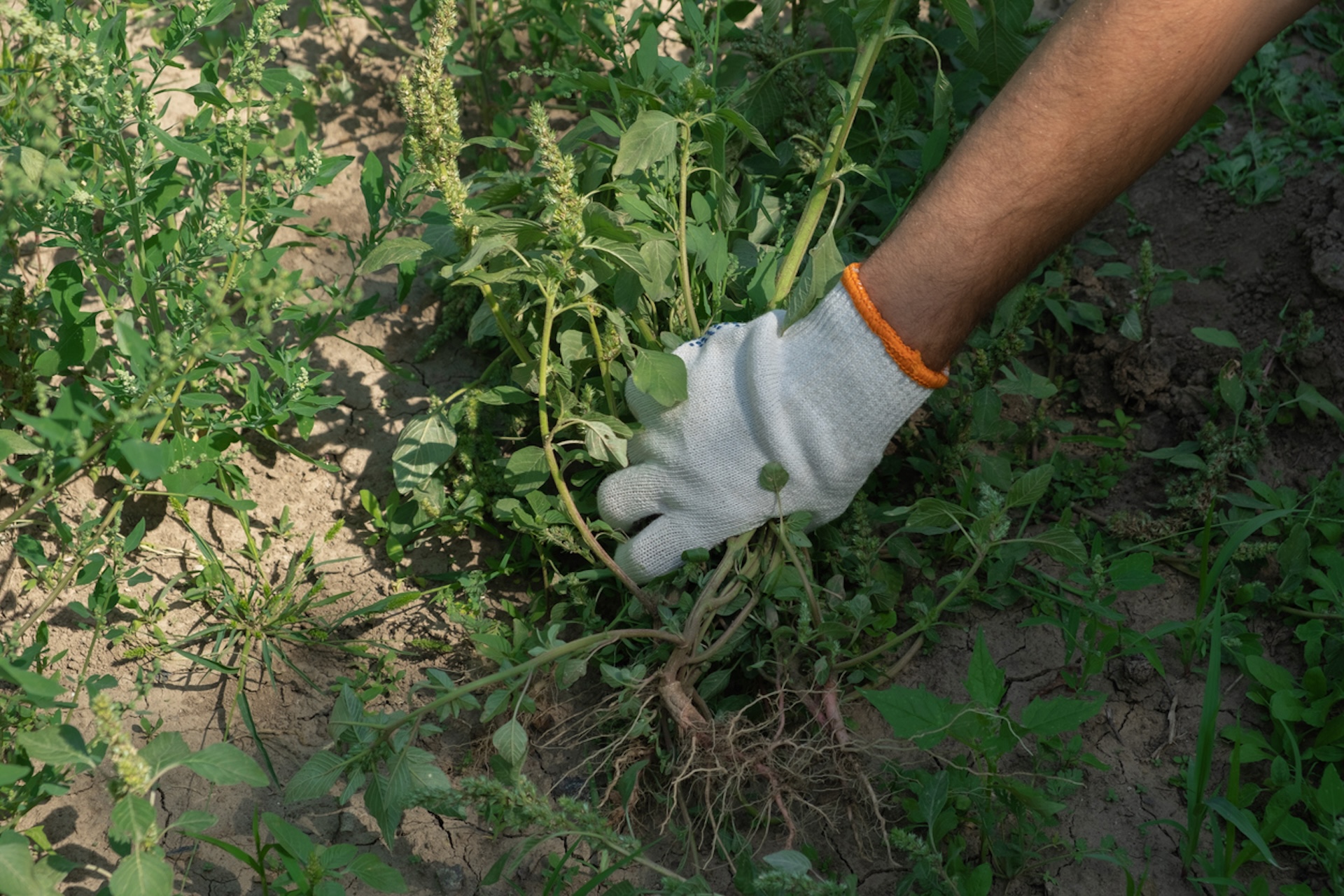 When treating your lawn for invasive plants, it's safer to implement natural removal methods instead of applying toxic herbicides.