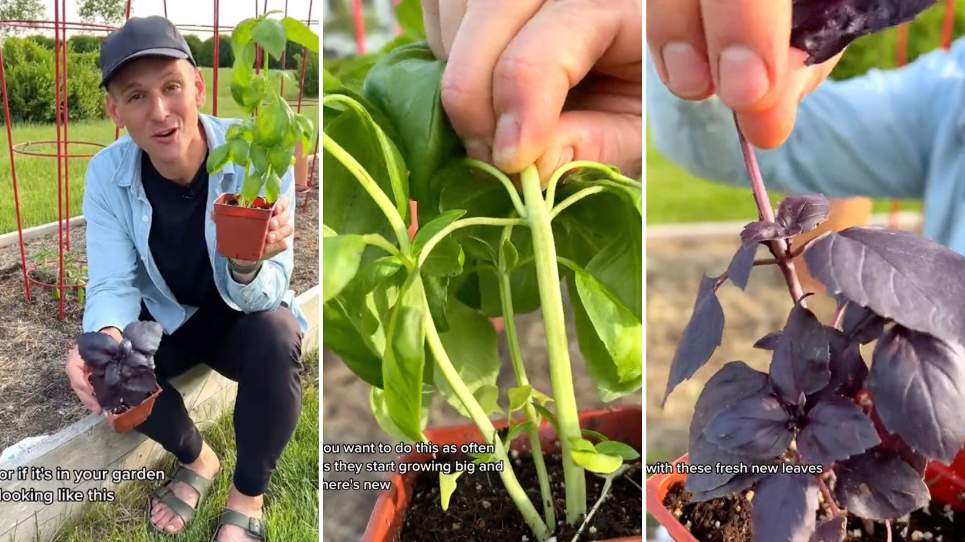 Pro planter shares handy hack to keep basil plant growing all