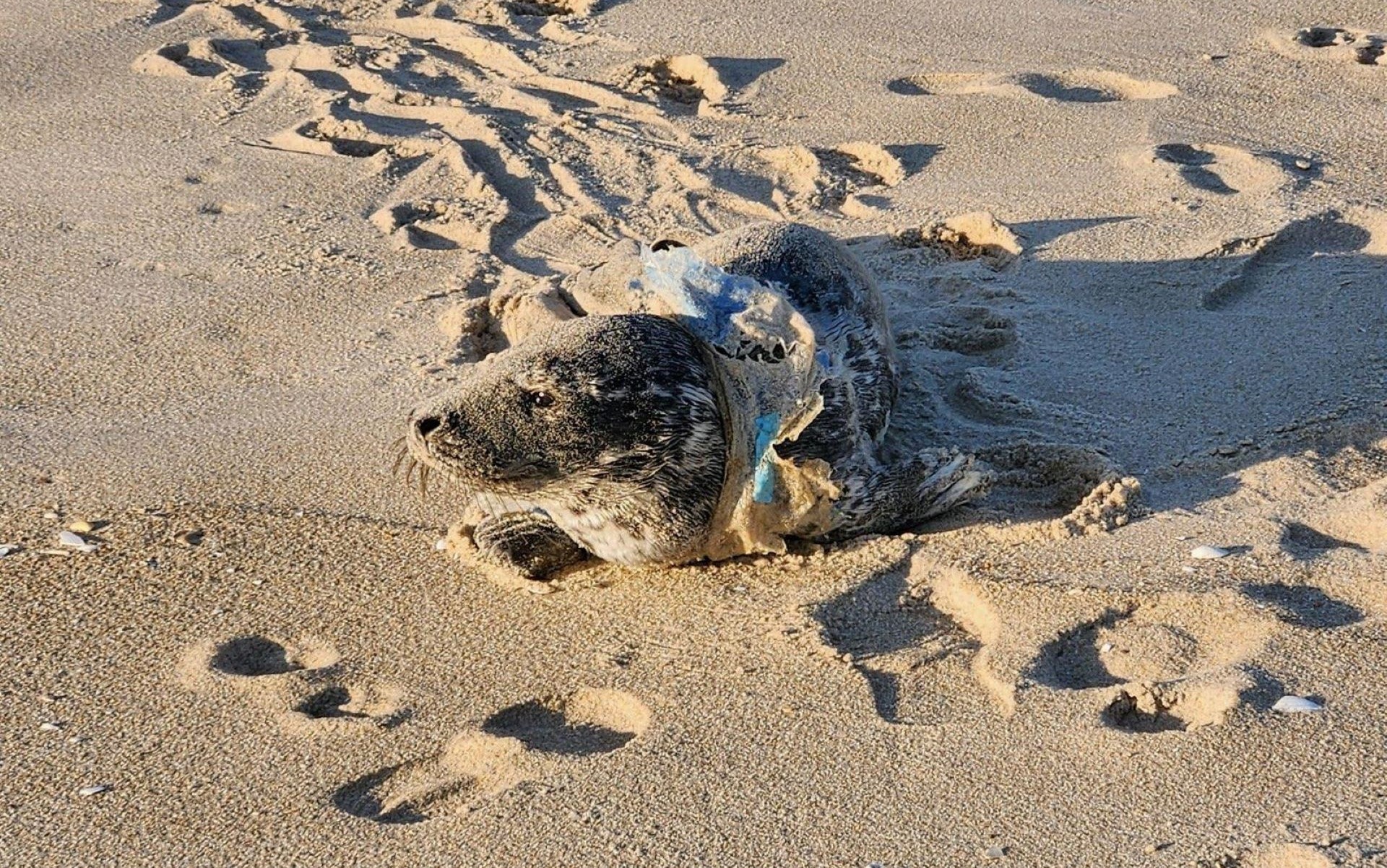 "Despite the extraordinary efforts by our staff to resuscitate him, the pup passed away only a few minutes later."