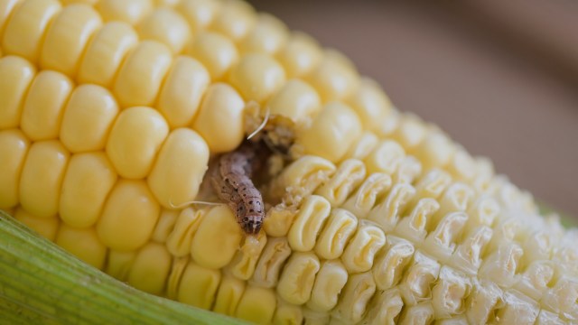 "The investment in these smallholder farmers should be on improving their farming systems and getting their yields up."