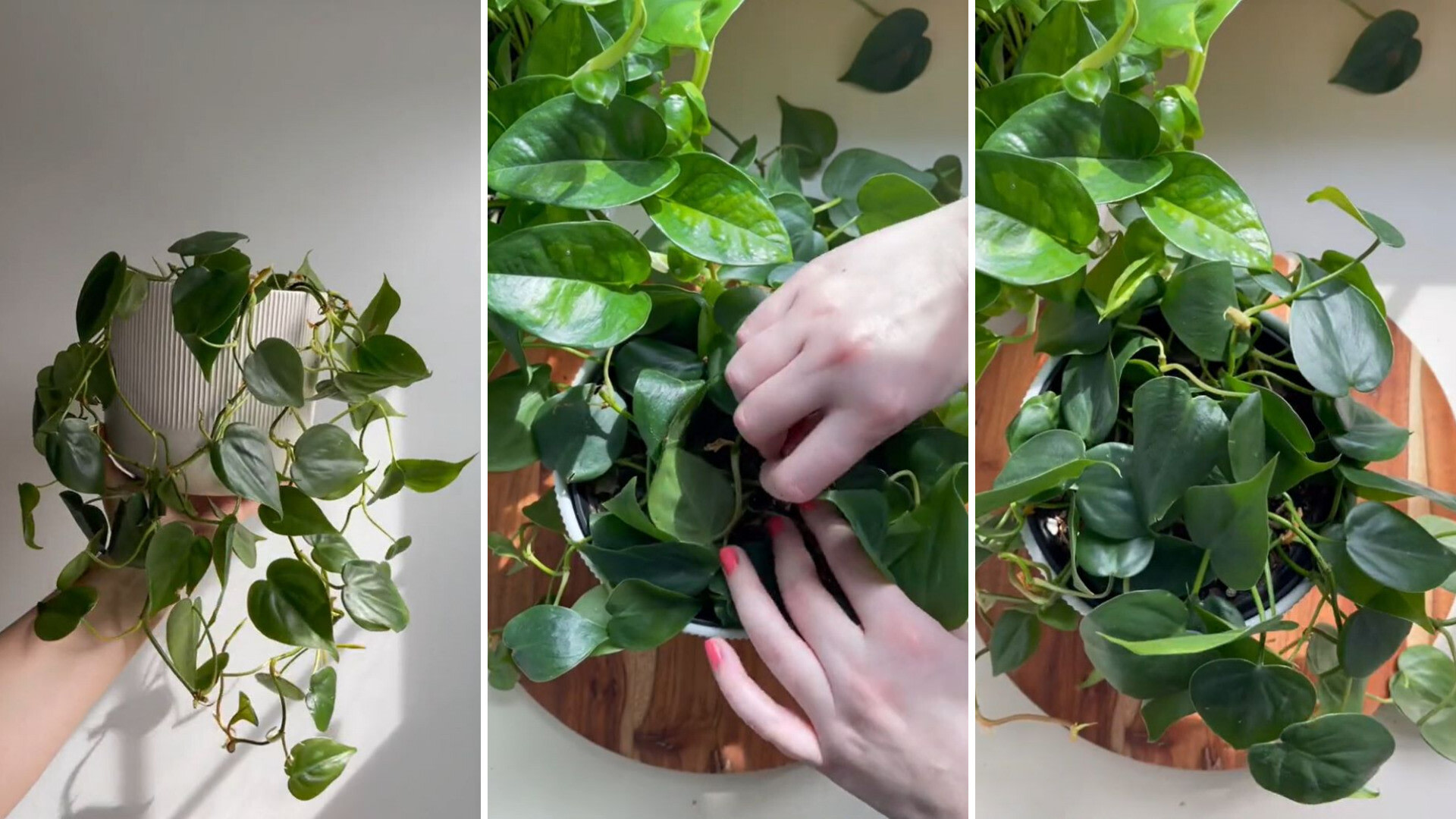 expert-shows-how-hair-pins-can-help-transform-your-indoor-plants-the