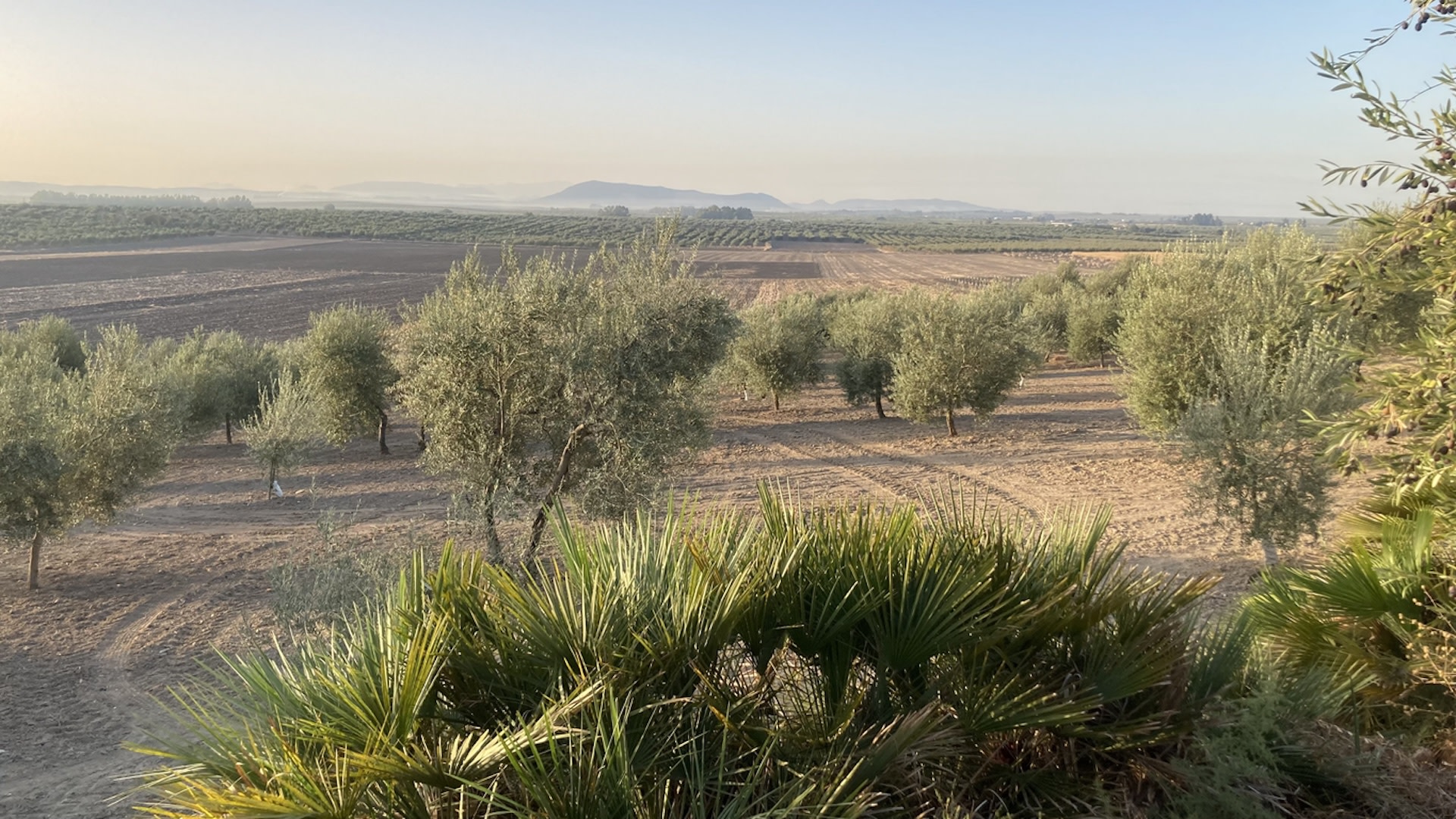 Aching droughts and blazing heatwaves are pushing popular food staple to soaring prices: 'It's just awful for people down here'