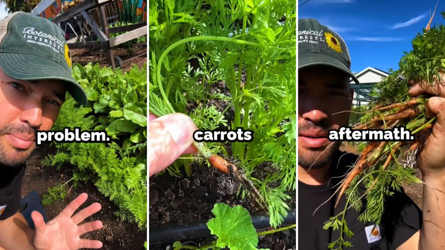 Growing your own carrots can save you big bucks at the grocery store.