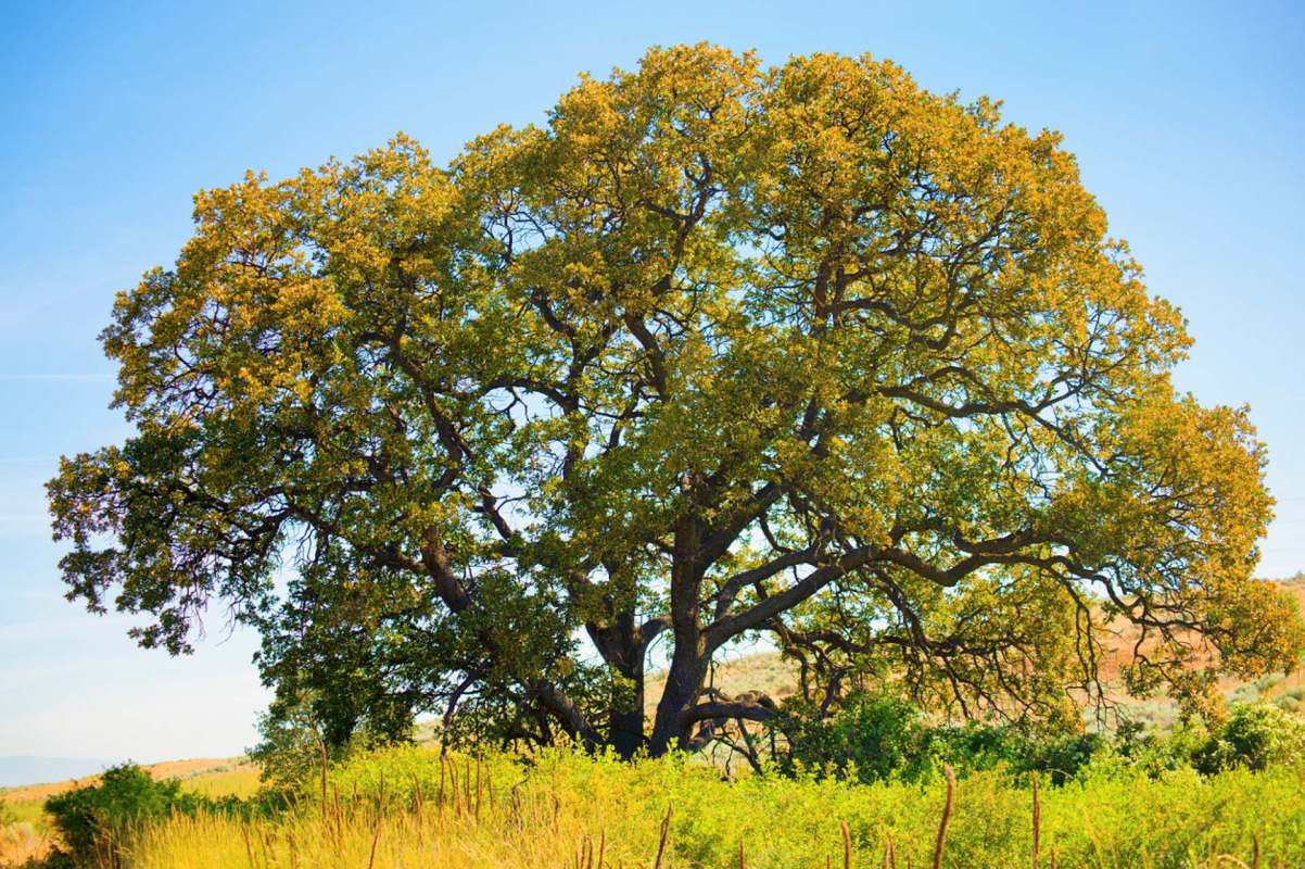 The white oak is a crucial part of the ecosystem in many parts of North America, providing food, shelter, and breeding grounds for a plethora of species.