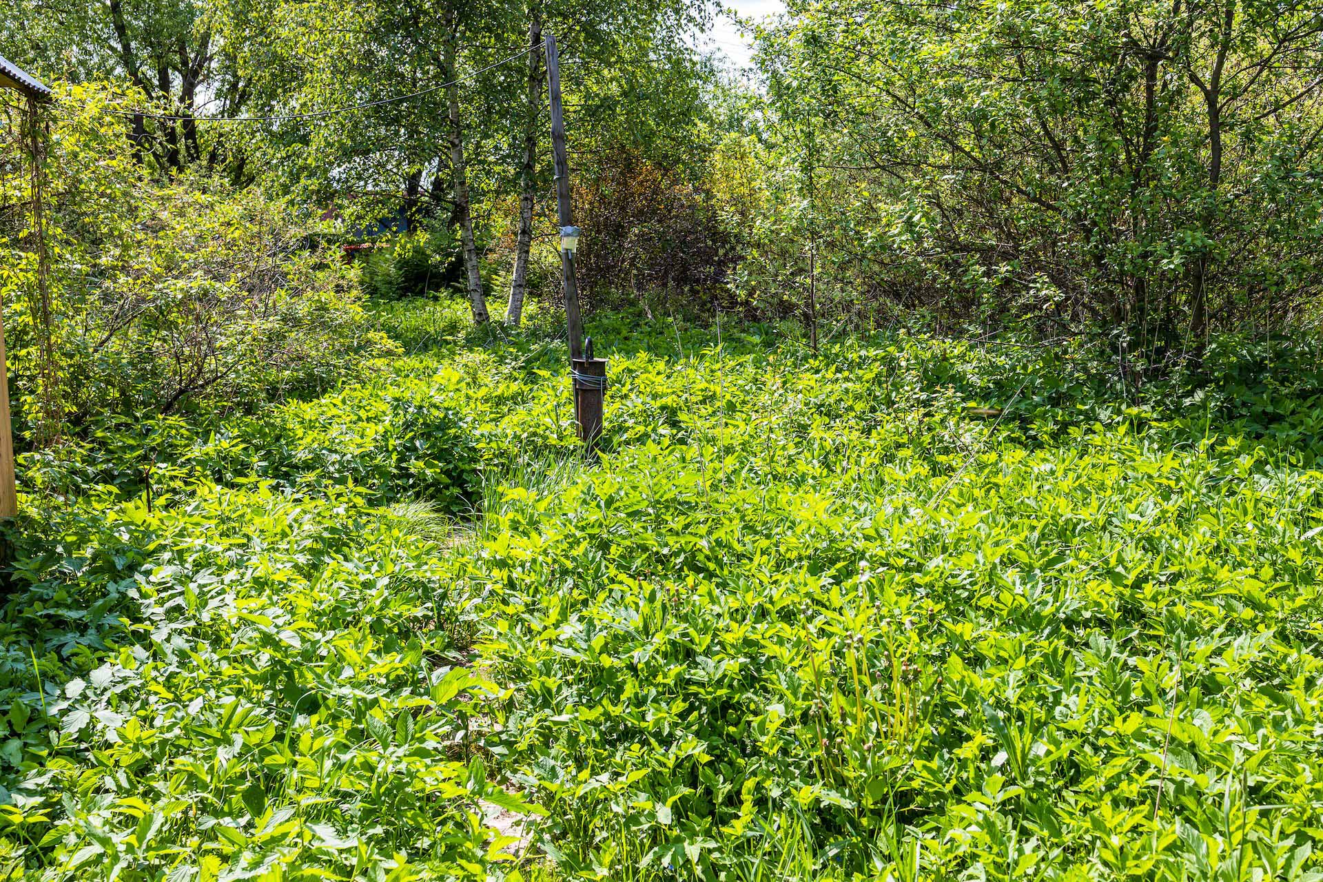 "After going through four machetes and 20 pairs of gloves, I'm so grateful for the lush, flowering, veggie producing oasis."