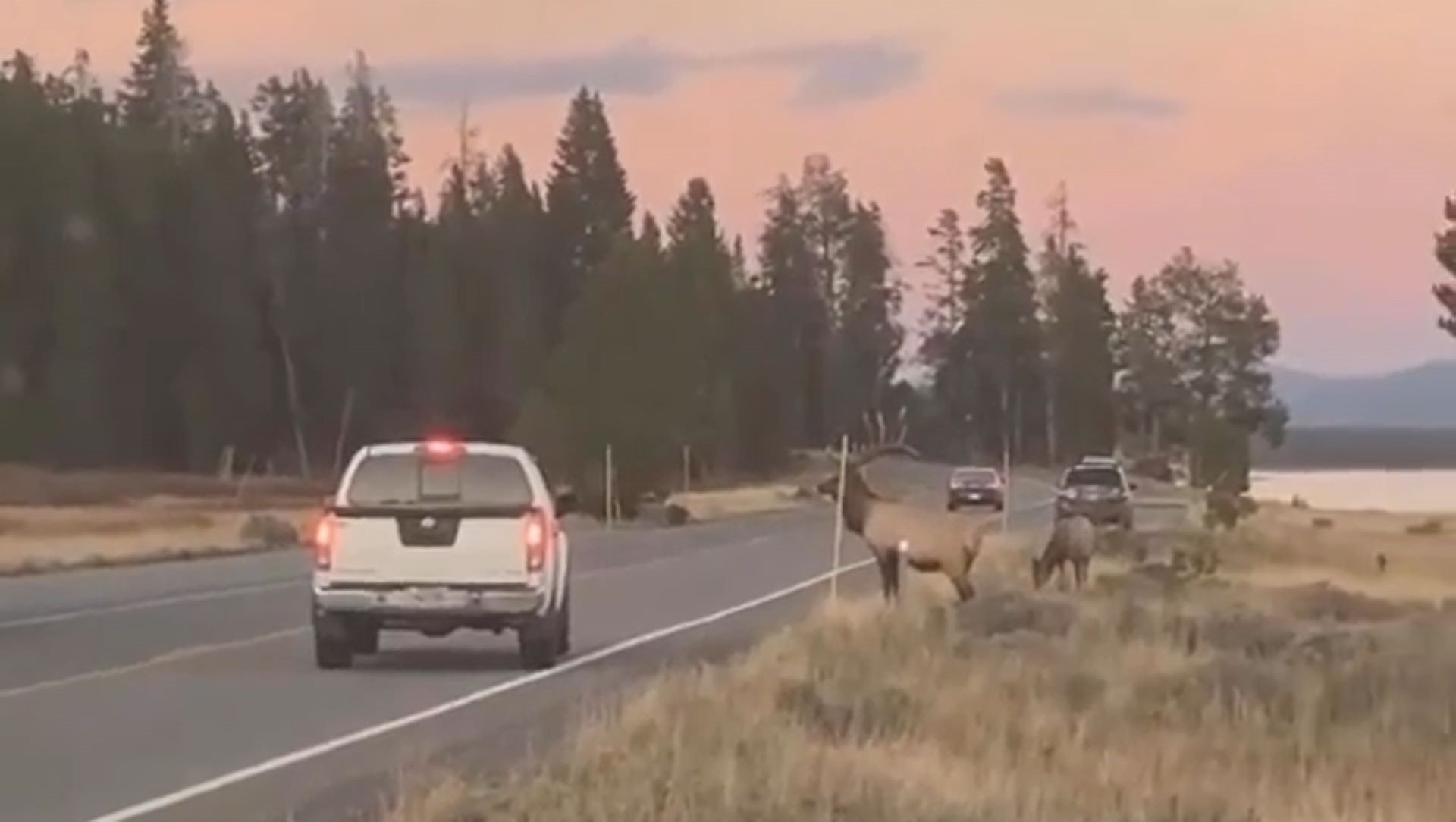 Tourists venturing too close to wildlife is an alarming trend.