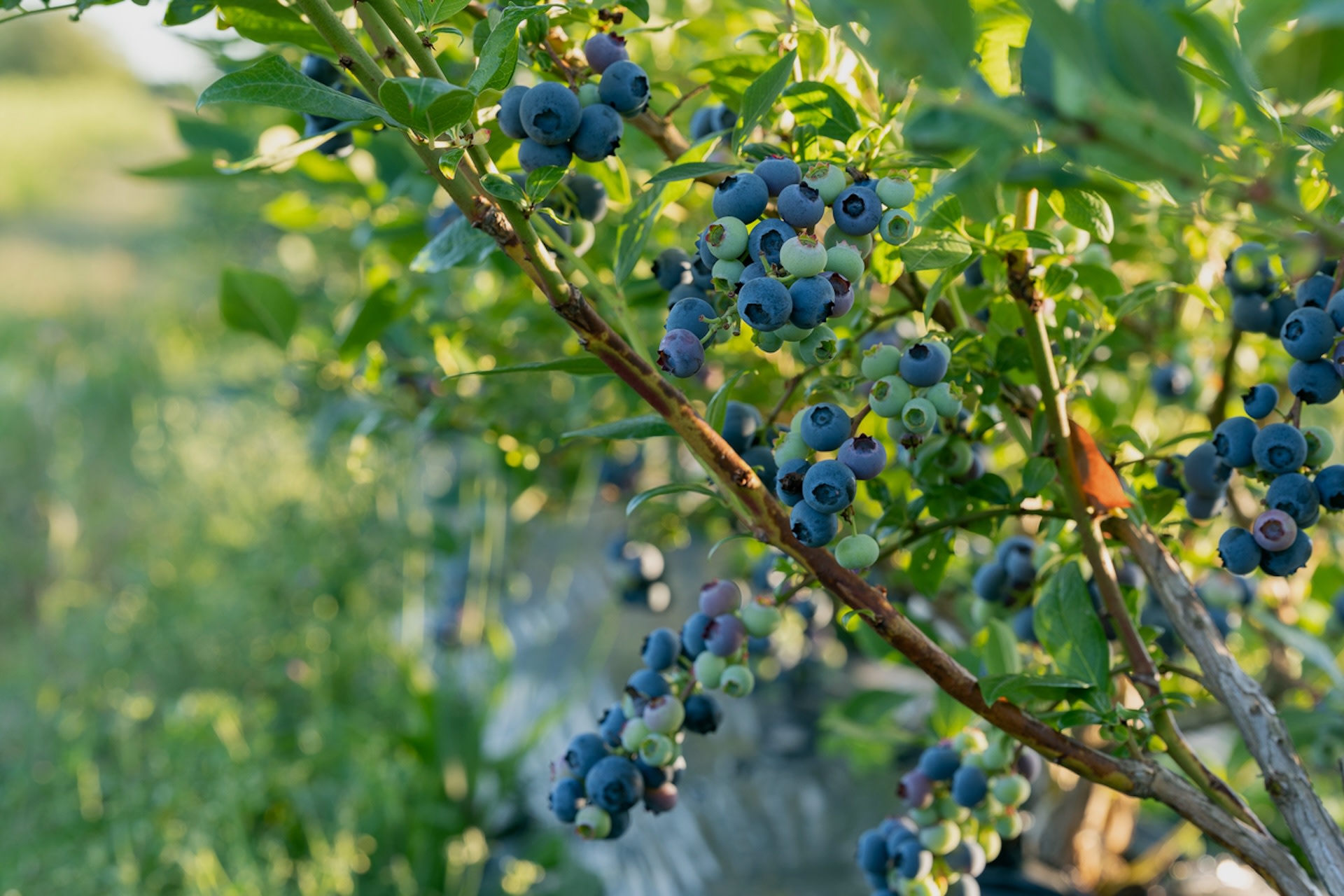 Shortage of blueberries hits grocers and consumers — here's what you