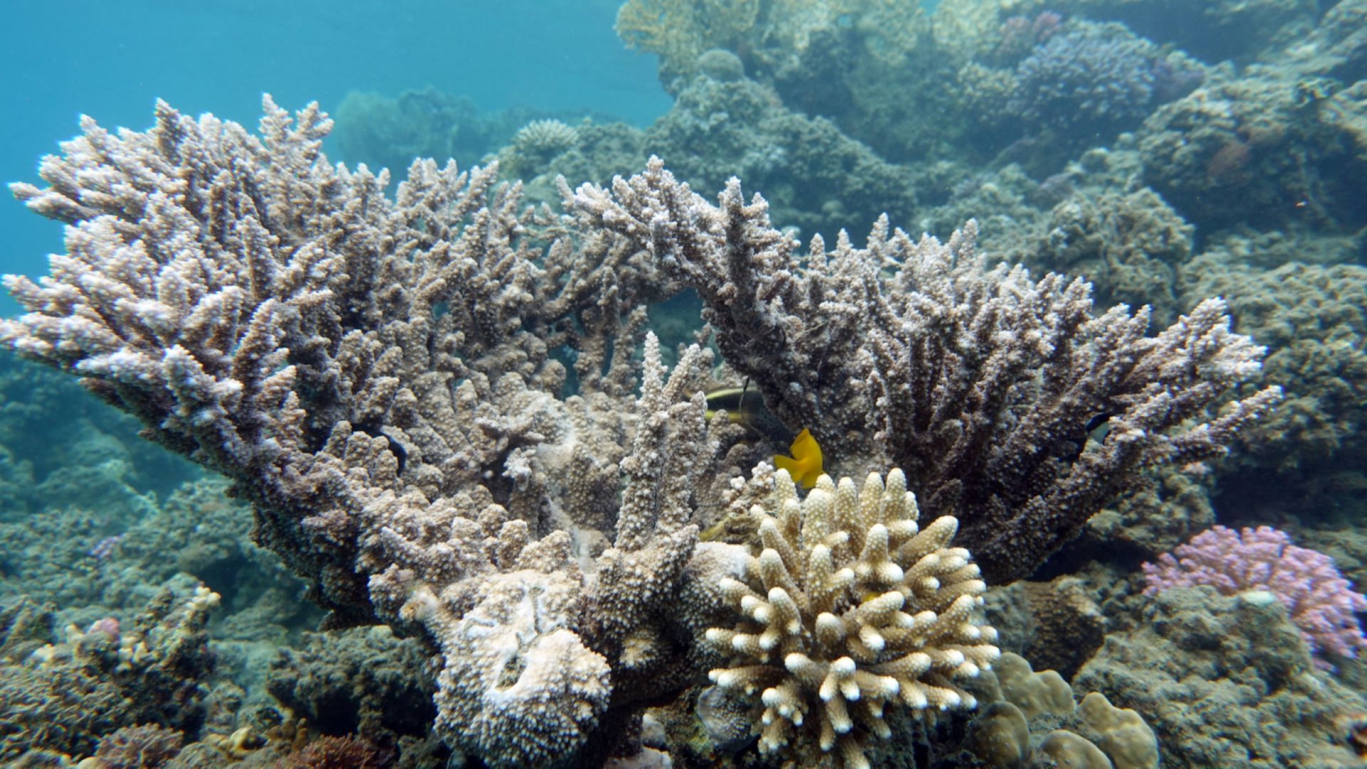 New study surfaces hope for coral reef recovery efforts: 'This is a ...