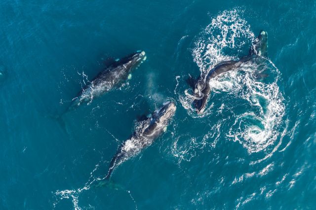 Researchers share tragic news on critically endangered right whale baby: 'A beacon of hope has turned into a tragedy'