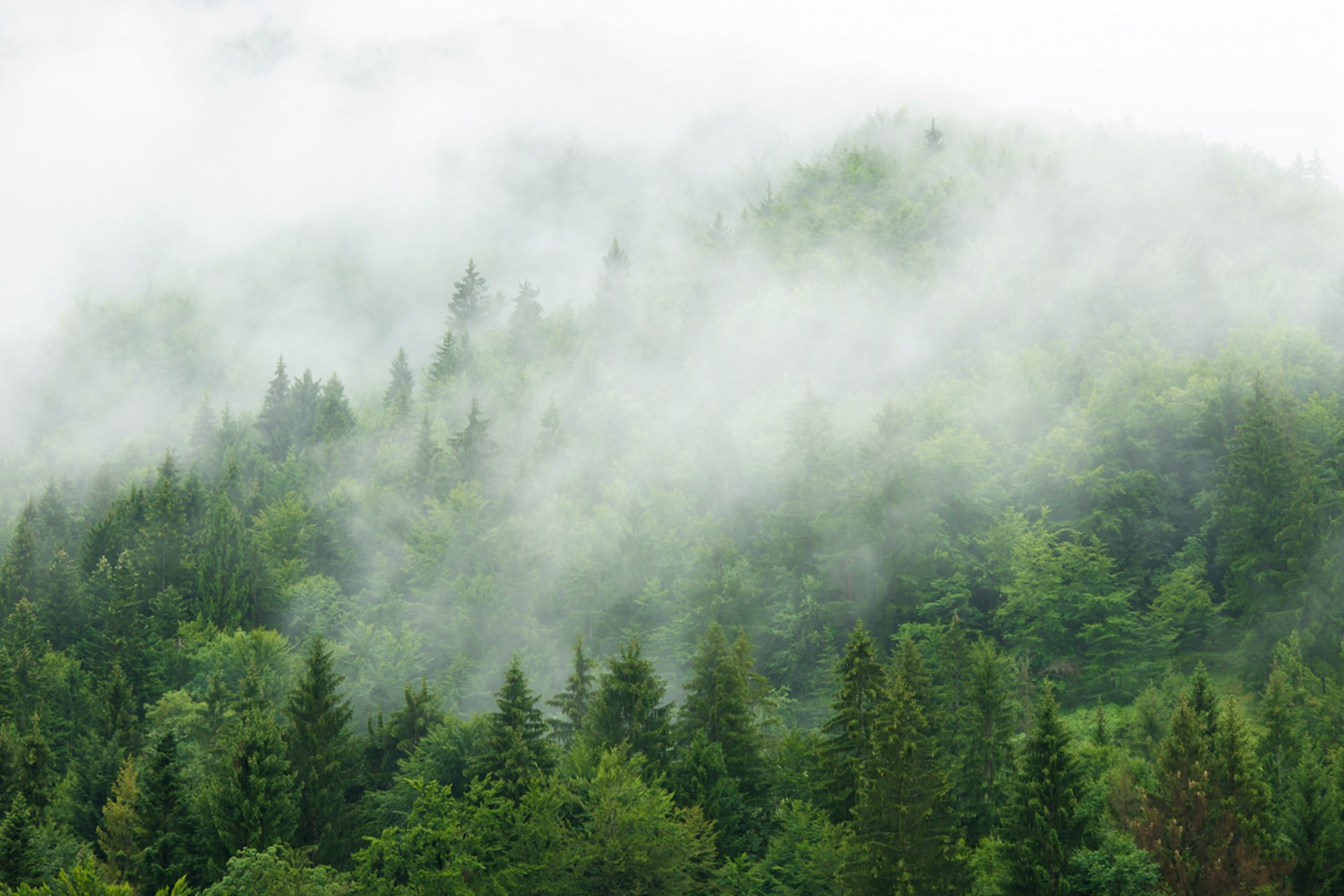 "The biophysical factors don't cool the planet, but they do change the way we experience heat, and that matters."