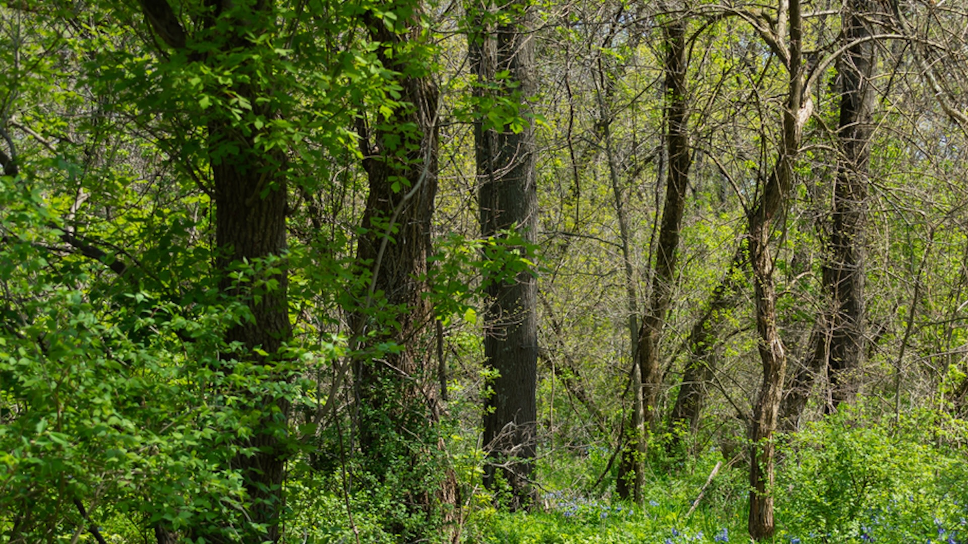 "Damage aside, that can easily confuse hikers trying to find their way through."