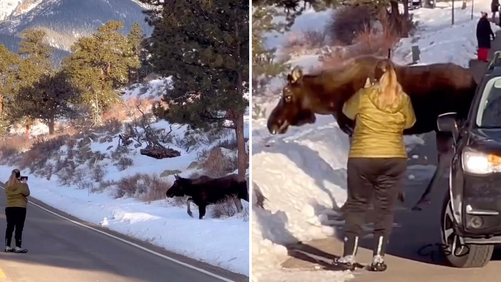 "I’m not sure why anyone gets out of their vehicle when they see wildlife."