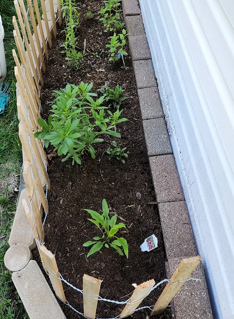 Excited gardener shares progress photos of newly planted garden: 'This ...