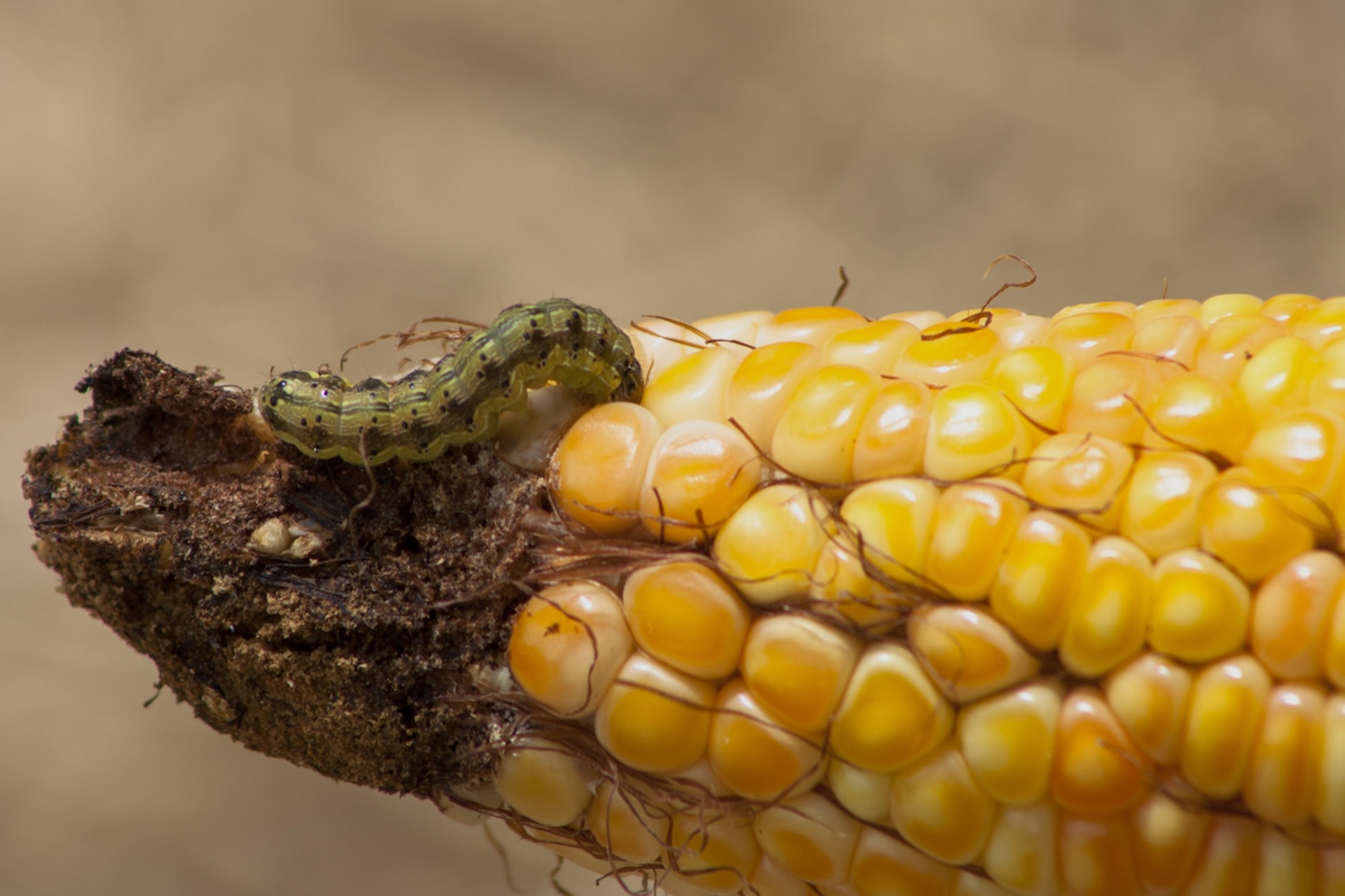 Researchers determine groundbreaking new way to identify pesticide resistance: 'I'm really excited about this study'