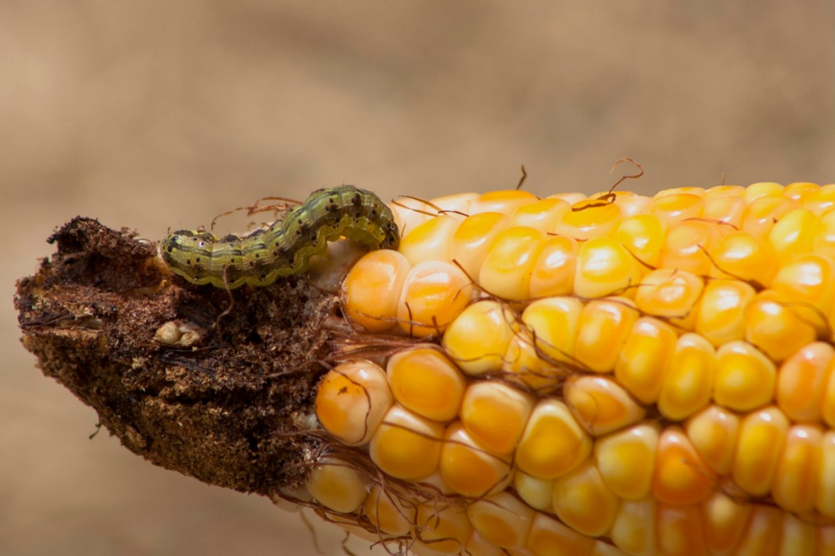“As it currently stands, the evolution of resistance across many pests of agricultural and public health importance is outpacing the rate at which we can discover new technologies to manage them."