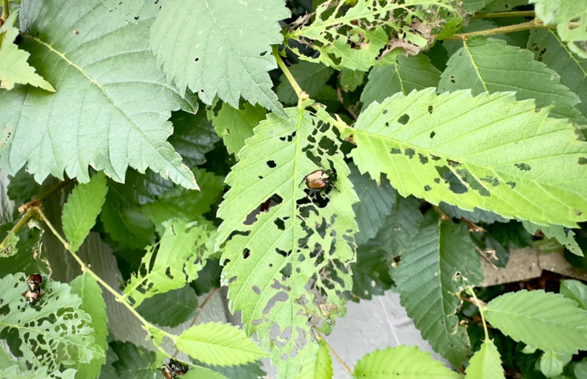 State officials sound the alarm over invasive species hitching rides on highways — here's why it's a concern