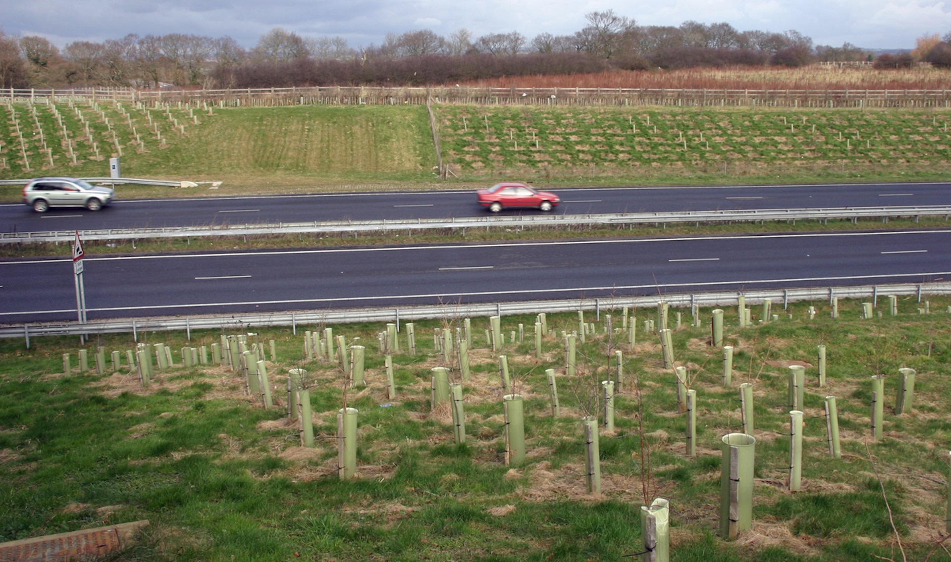 "We should plant more trees along roadways because they provide benefits that go beyond aesthetics."