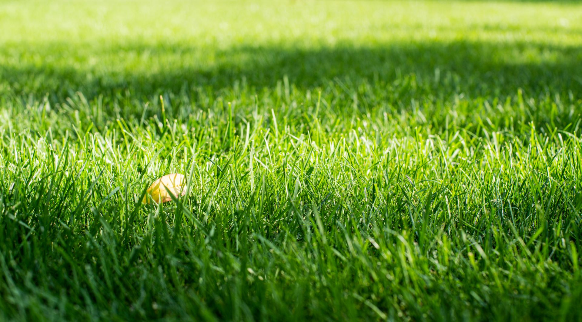 "There's been a fair bit of weeding involved, but zero watering ... and zero mowing."