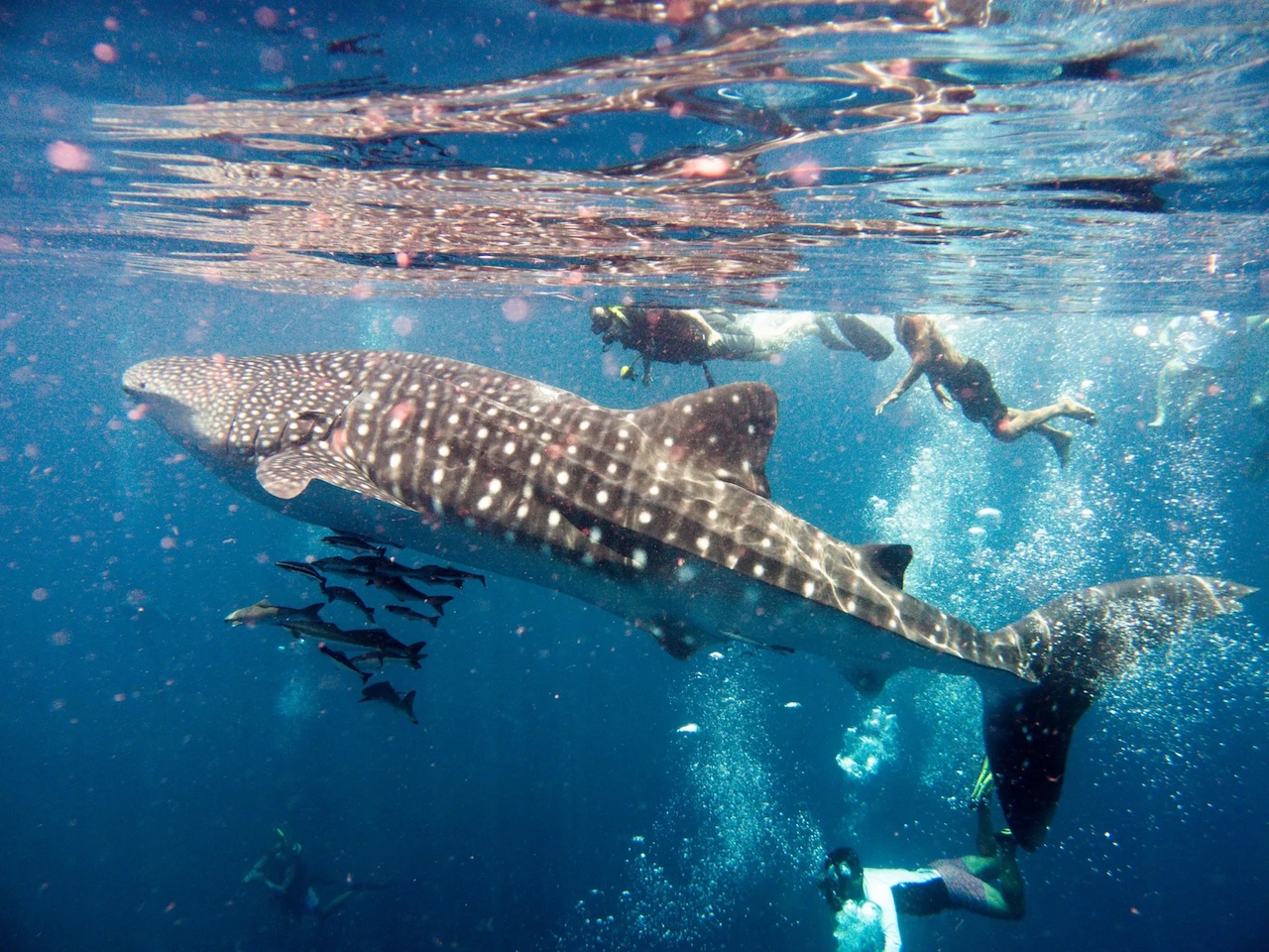 Experts call out misguided ecotourism attempts and impacts on vulnerable shark populations: 'Just because you put the green label on something doesn't mean it really is'