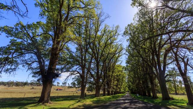 The ultimate goal is to distribute seedlings and saplings to restore the landscape to its historical beauty.