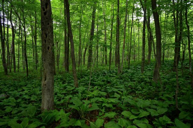 "Cutting down hundreds of healthy trees so they could have a better view."