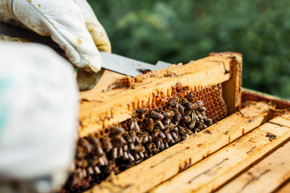 "We need to stand up against this stuff as Beekeepers."
