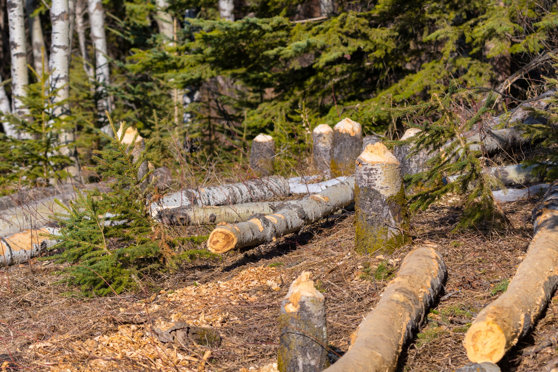 Unfortunately, this isn’t the first time a neighbor has gotten involved in a little tree surgery.