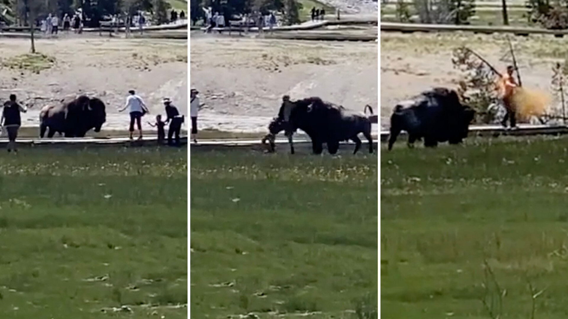 Harrowing clips like this are all too common, with tourists being much too bold around wild animals.