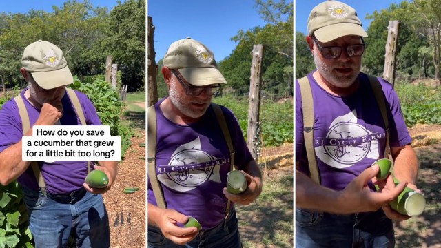 By using this hack, farmers and gardeners can avoid throwing out overgrown or overwatered cucumbers.