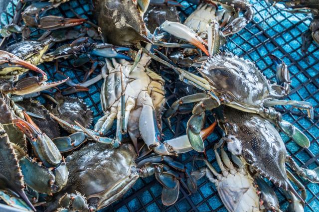 "We fight this blue crab, but he is stronger than us because there are so many of them."