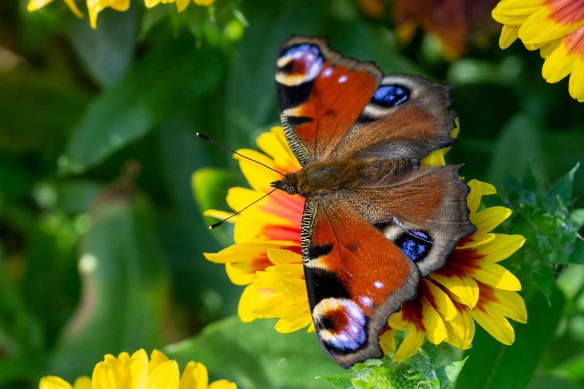 "We were able to look at the evolutionary history of butterflies through their genome to go back to their common ancestor."