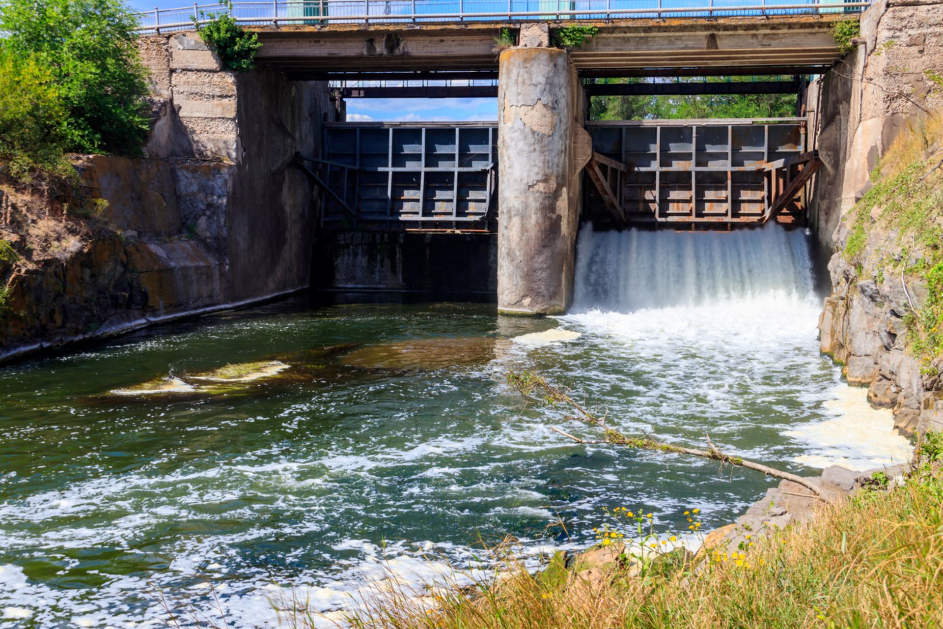 "We're watching fish every day try to jump over that dam."