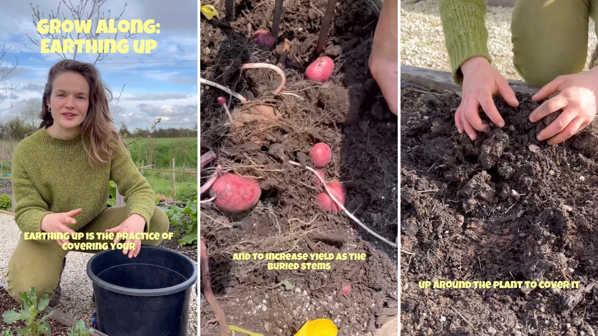 While earthing up takes some time and elbow grease, it saves you time and money in the long run because you won't have to buy potatoes at the store.