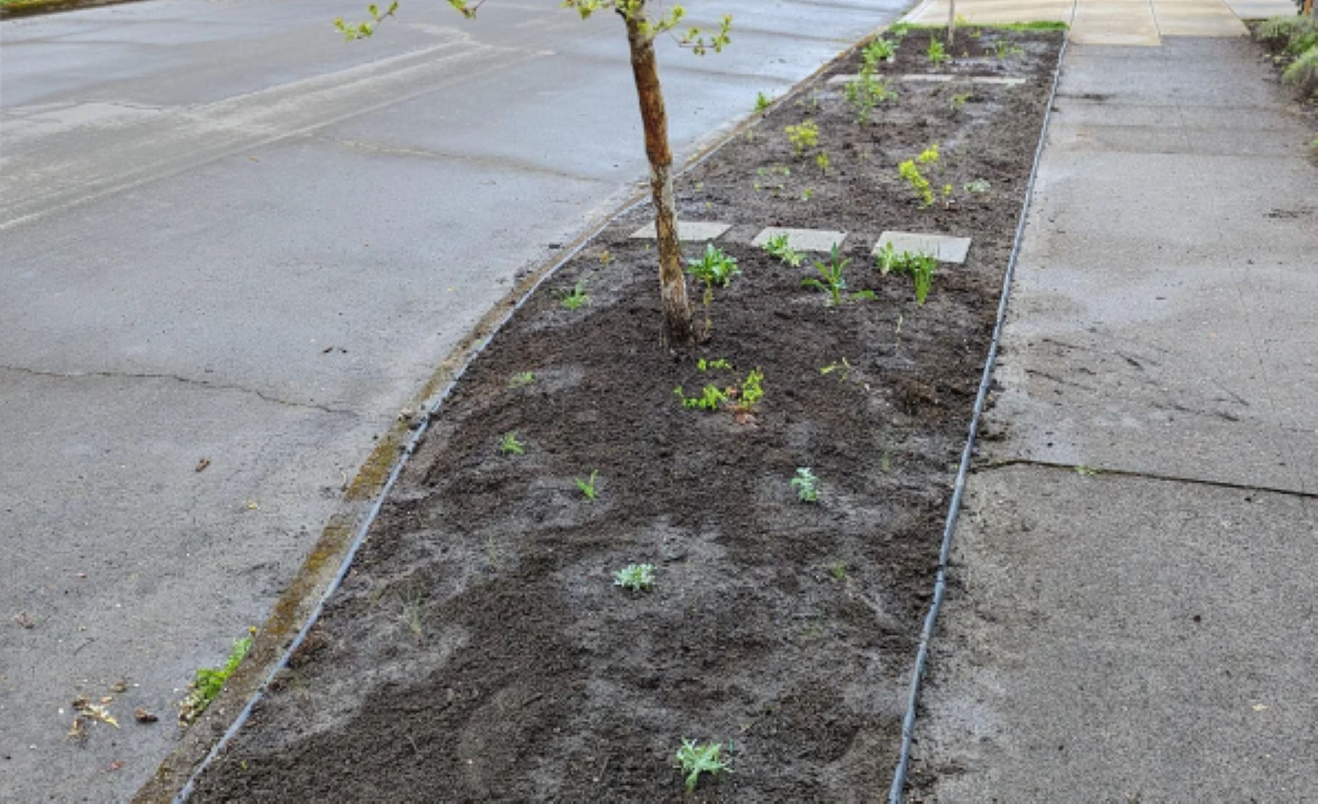 Gardener shares before-and-after photos after transforming 'hell strip ...