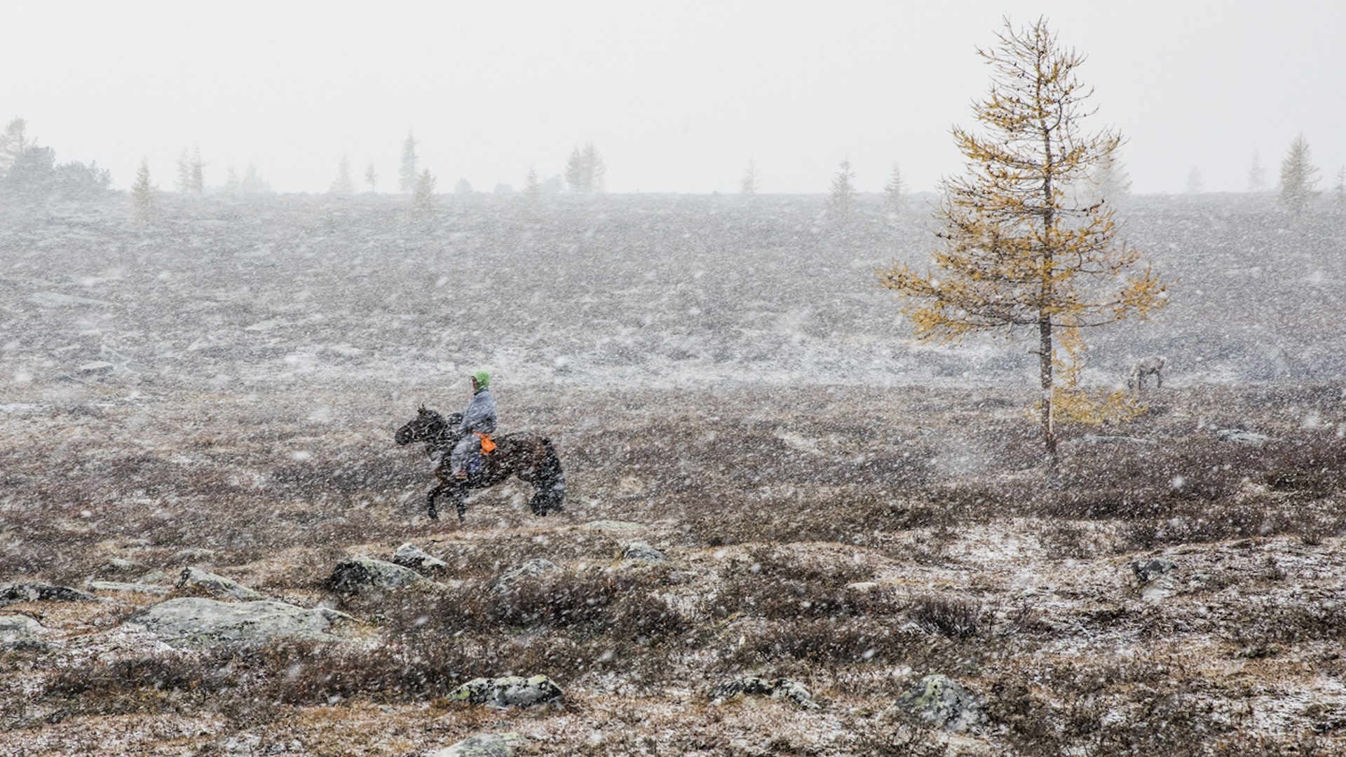 "It might take between five and 10 years to restore their livestock."