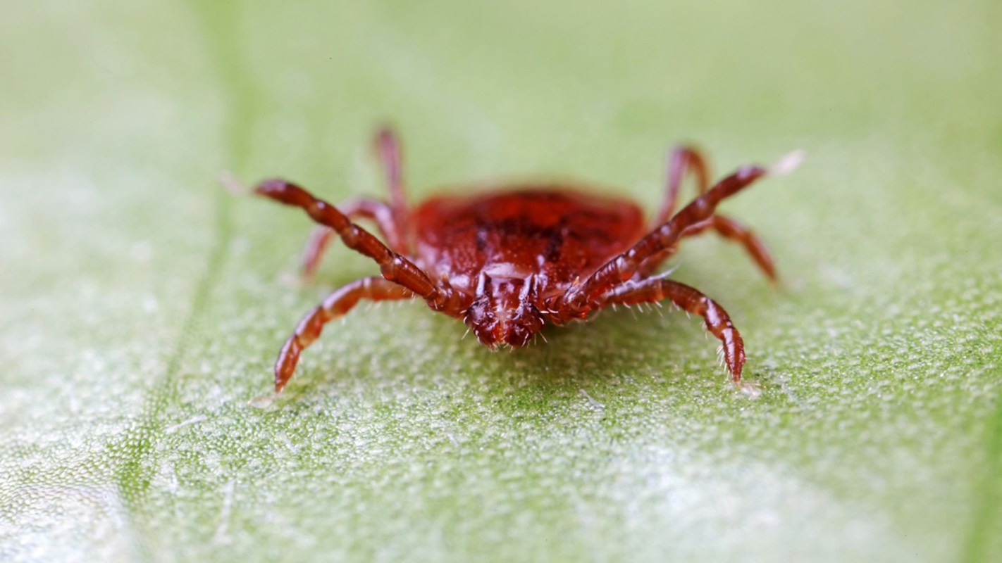Ticks are known to carry diseases and spread them to humans.