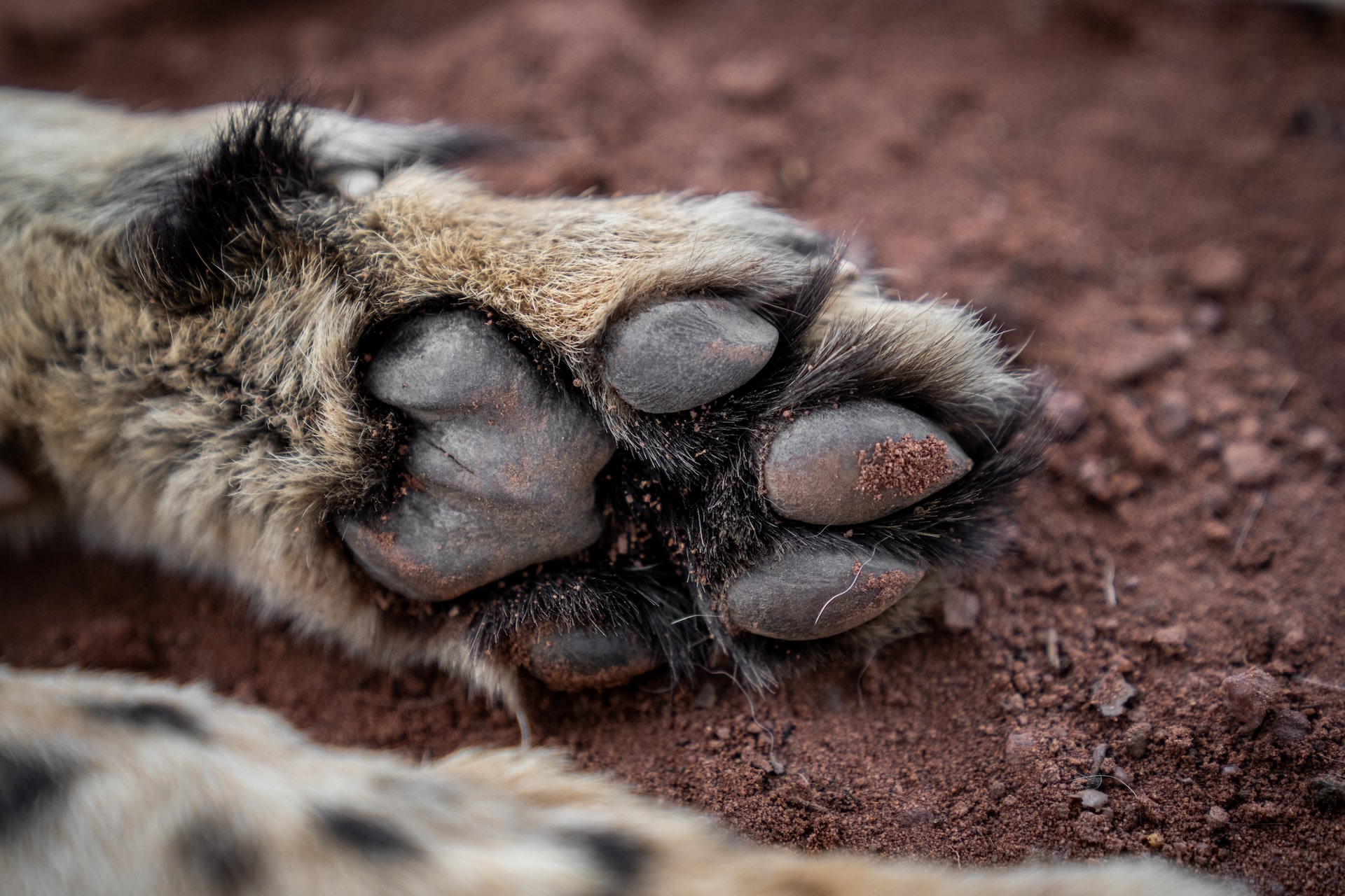 One thing that all the experts agreed on was the challenges that these wild cats face and the need to protect them.