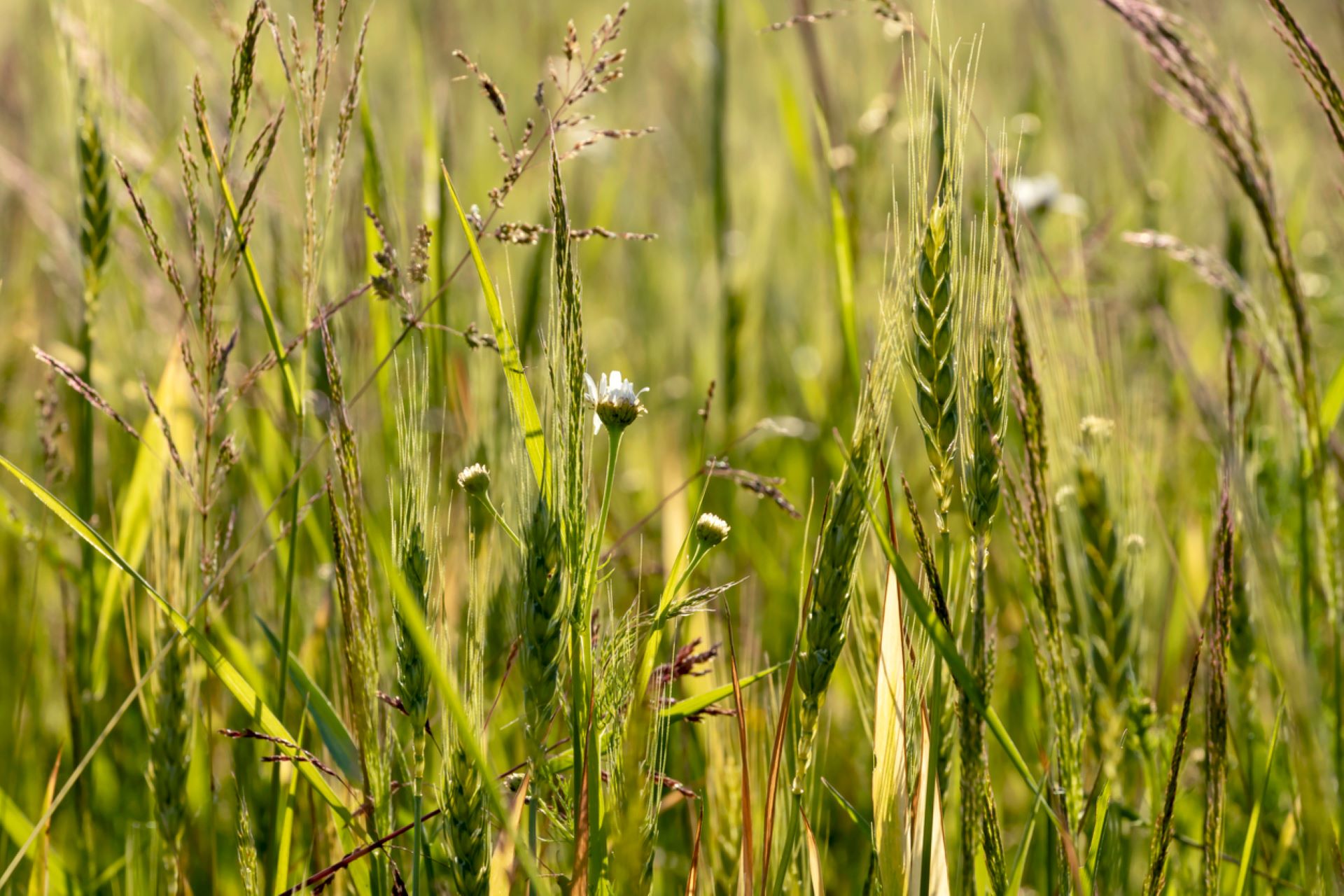 "Potential editing targets for improving automated recognition of weeds in agriculture."