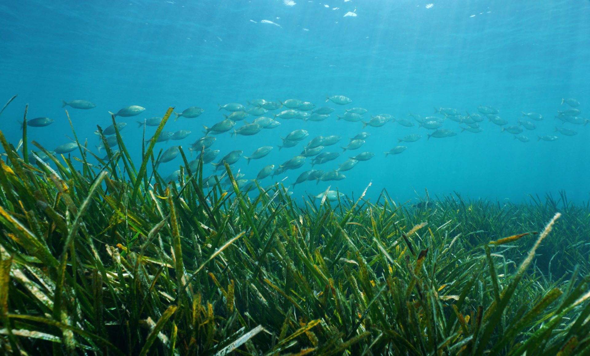 "As long as the seagrasses are there, the metals are safe and trapped in the sediments."