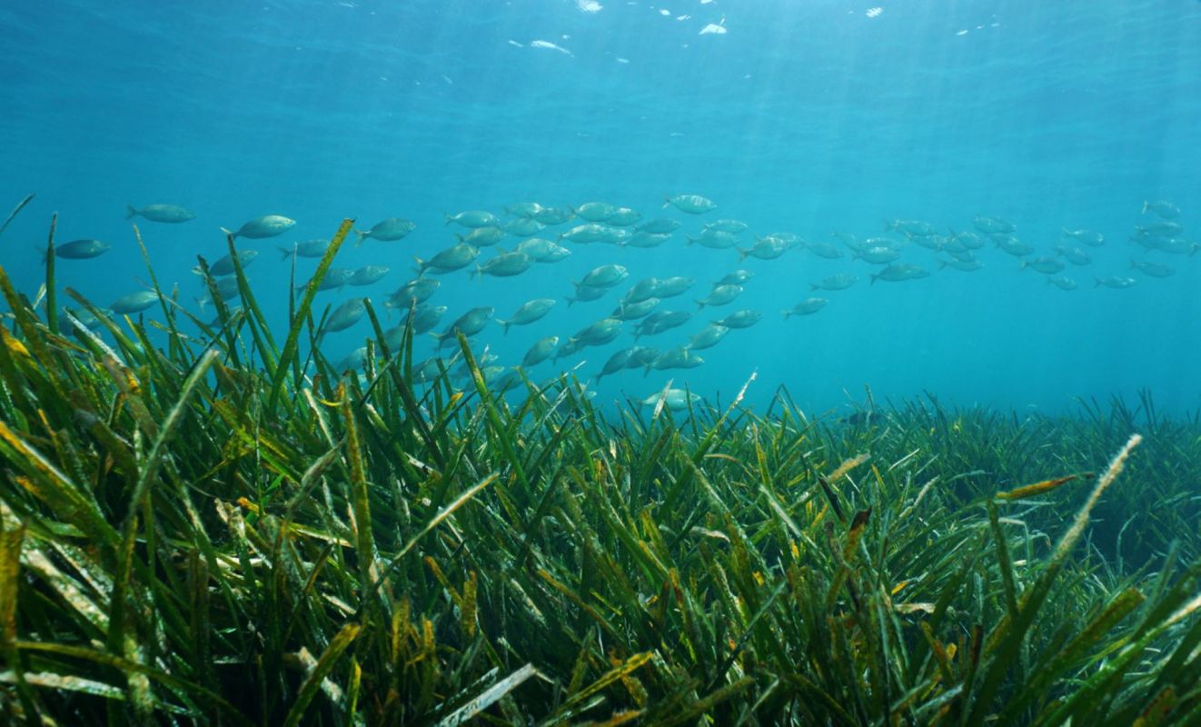"As long as the seagrasses are there, the metals are safe and trapped in the sediments."