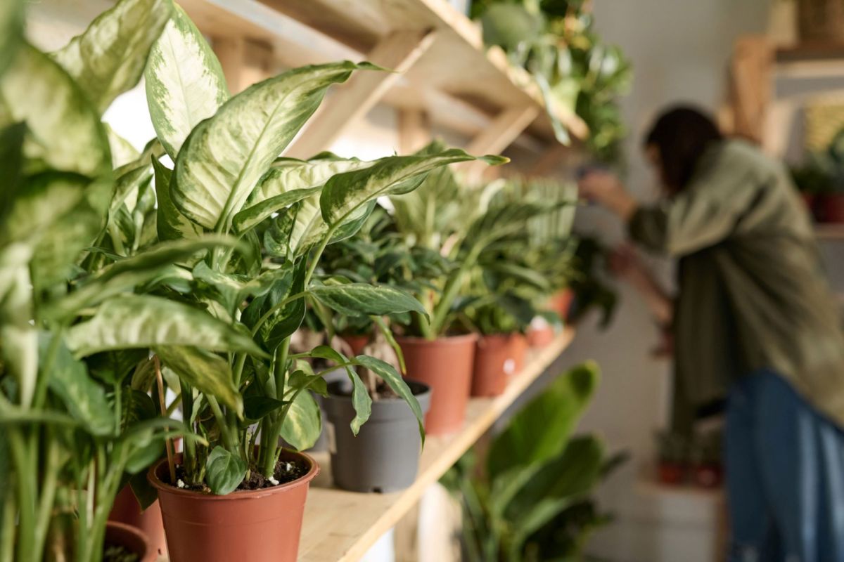 Gardener raises concerns about products found at local nursery: 'Should be illegal to sell them'