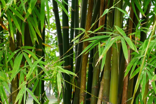 "Only plant bamboo if you never want to see the rest of your garden again."