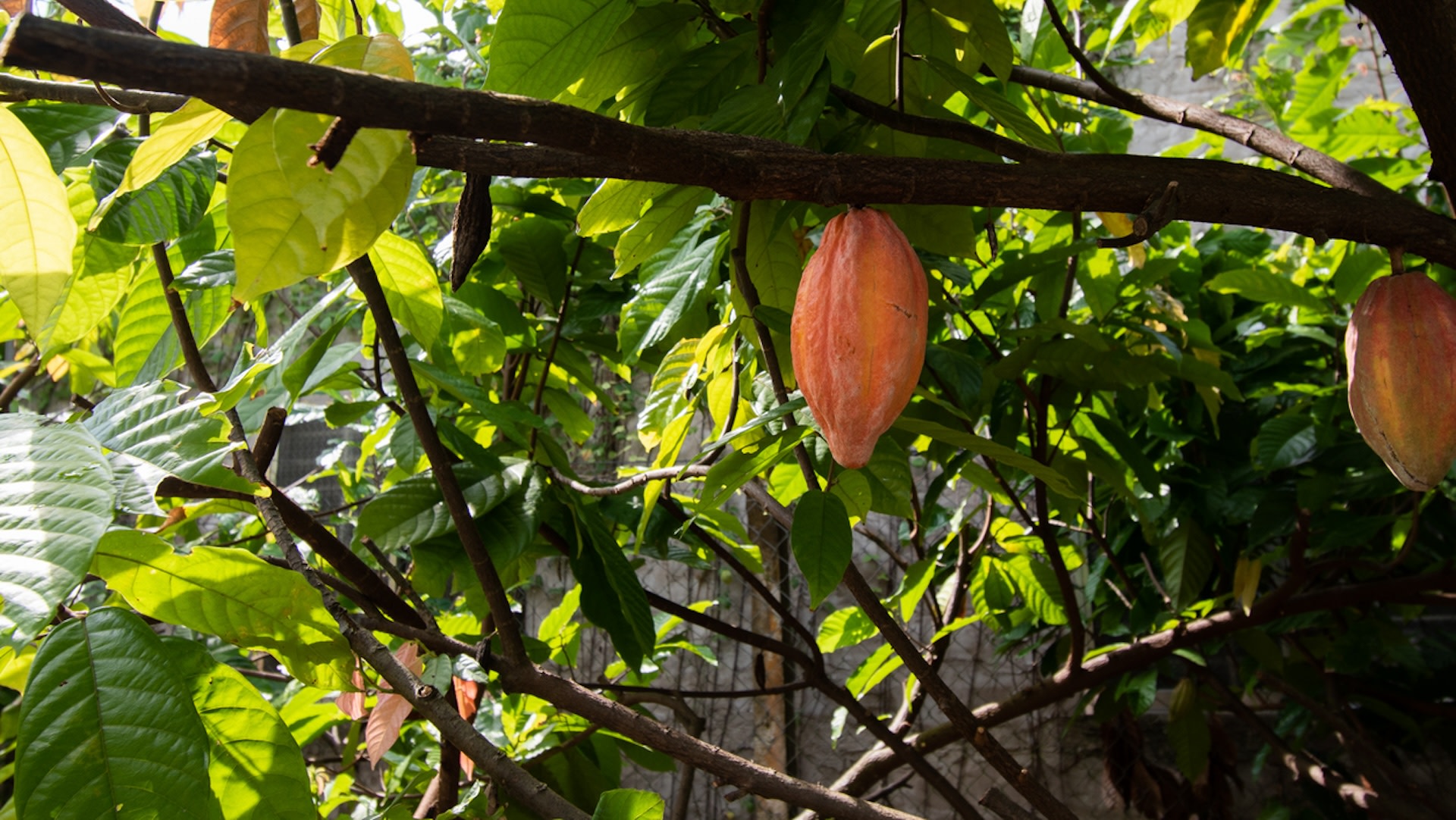 "We showed that several groups of species with important roles for ecosystems and humans, such as pollinators, are penalized by shade tree removal."